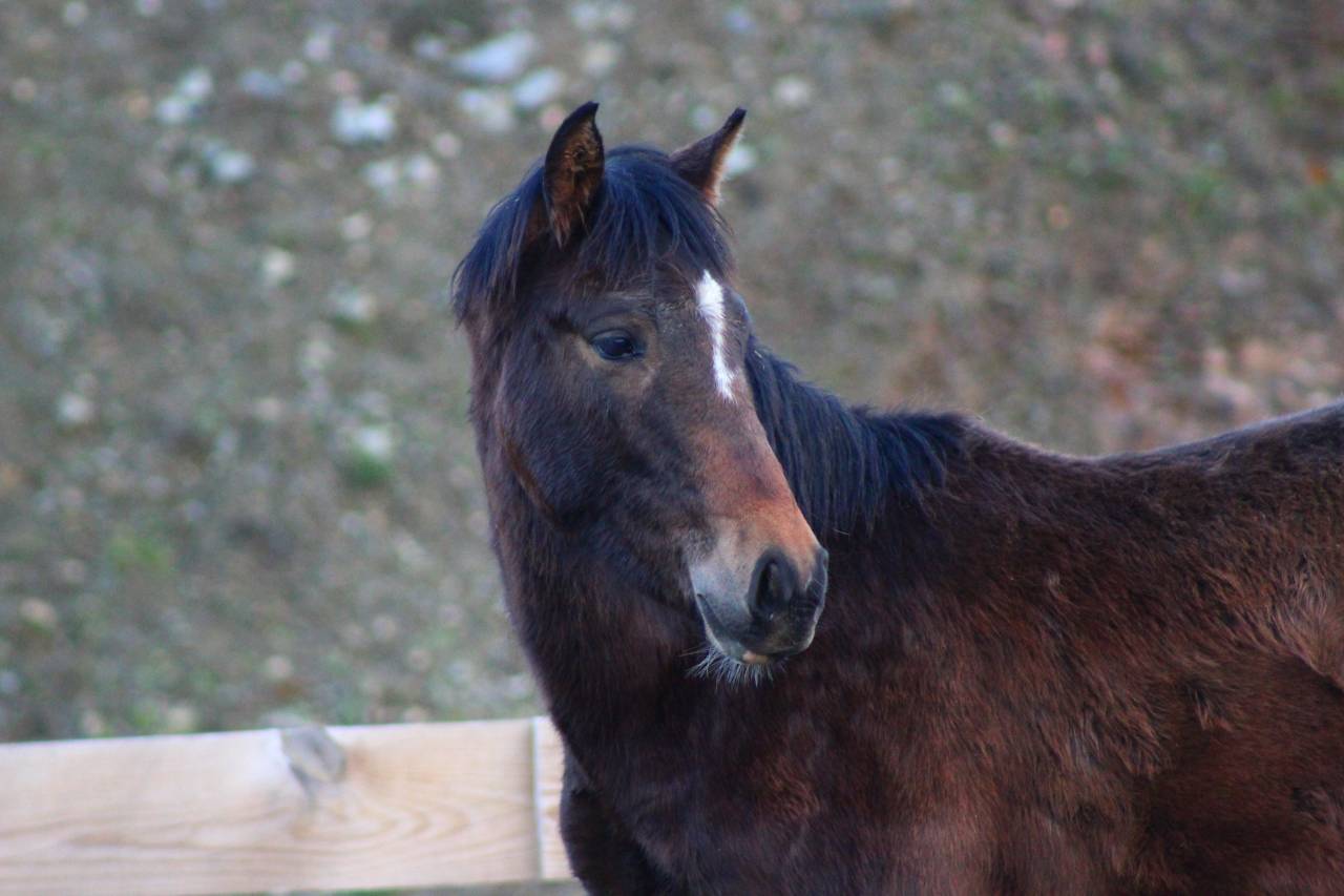 Ruin PRE Puur Ras Spaans Te koop 2025 Donker bruin / bai