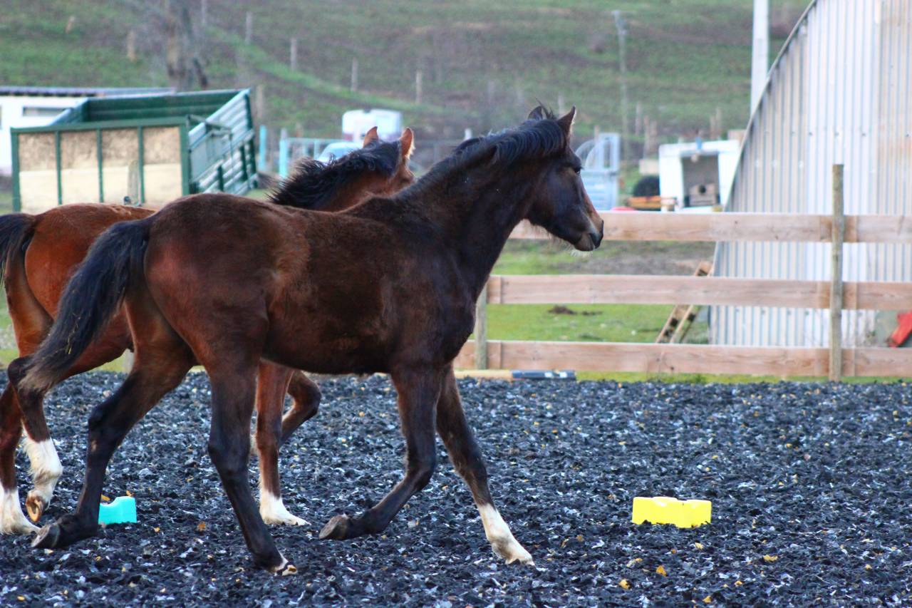 Ruin PRE Puur Ras Spaans Te koop 2025 Donker bruin / bai