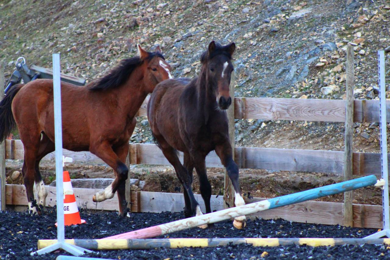 Ruin PRE Puur Ras Spaans Te koop 2025 Donker bruin / bai
