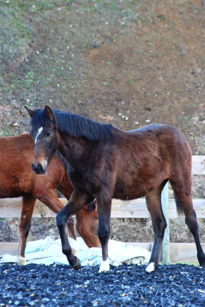 Ruin PRE Puur Ras Spaans Te koop 2025 Donker bruin / bai