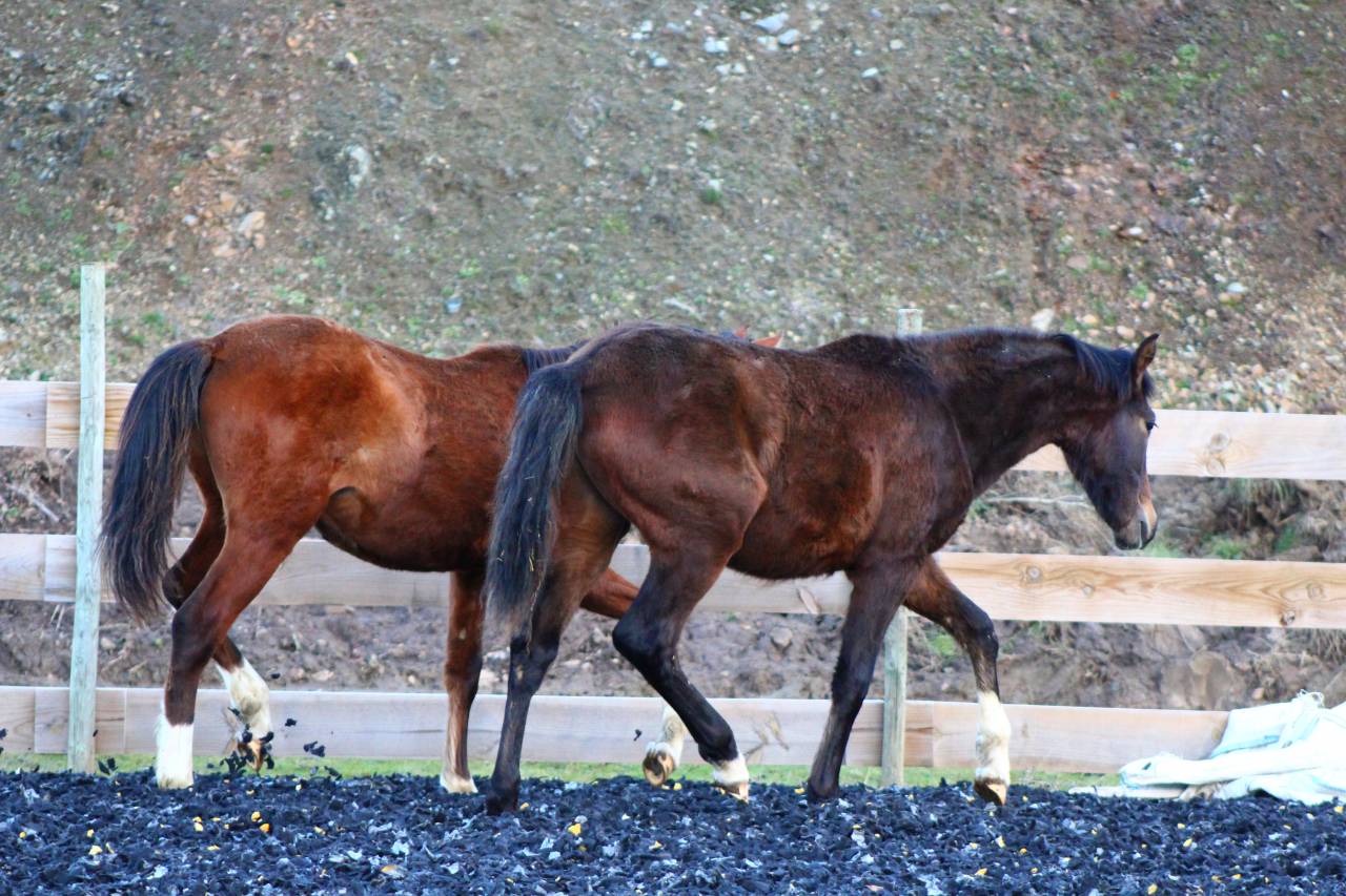 Ruin PRE Puur Ras Spaans Te koop 2025 Donker bruin / bai