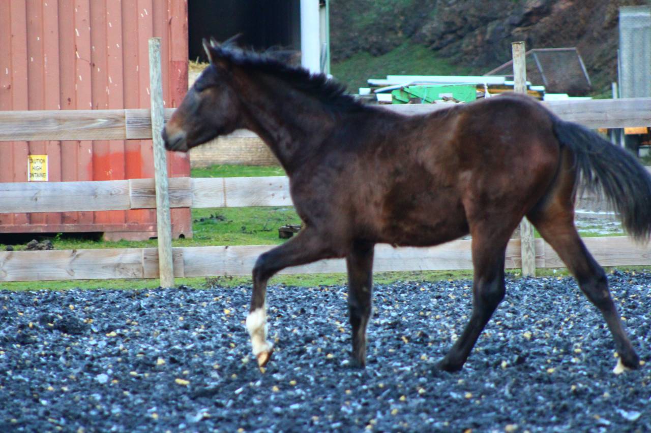 Ruin PRE Puur Ras Spaans Te koop 2025 Donker bruin / bai