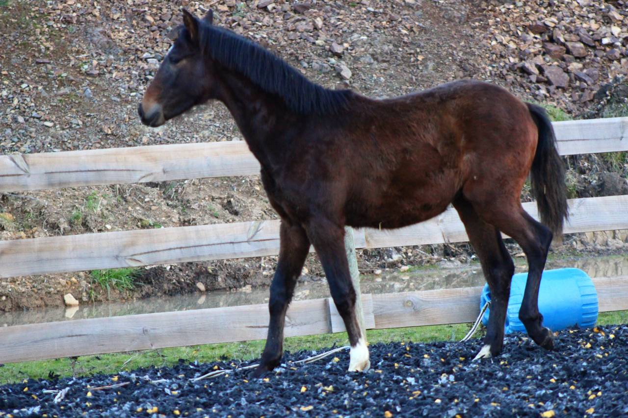 Ruin PRE Puur Ras Spaans Te koop 2025 Donker bruin / bai