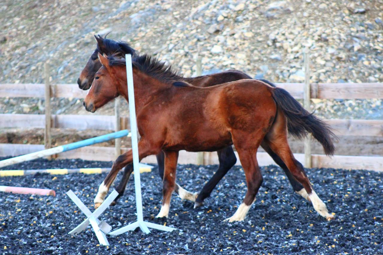 Ruin PRE Puur Ras Spaans Te koop 2025 Donker bruin / bai