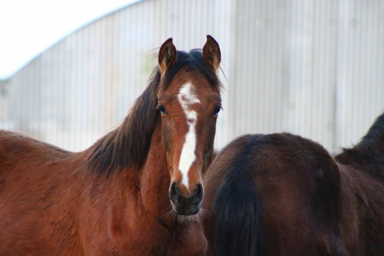 Ruin PRE Puur Ras Spaans Te koop 2025 Donker bruin / bai