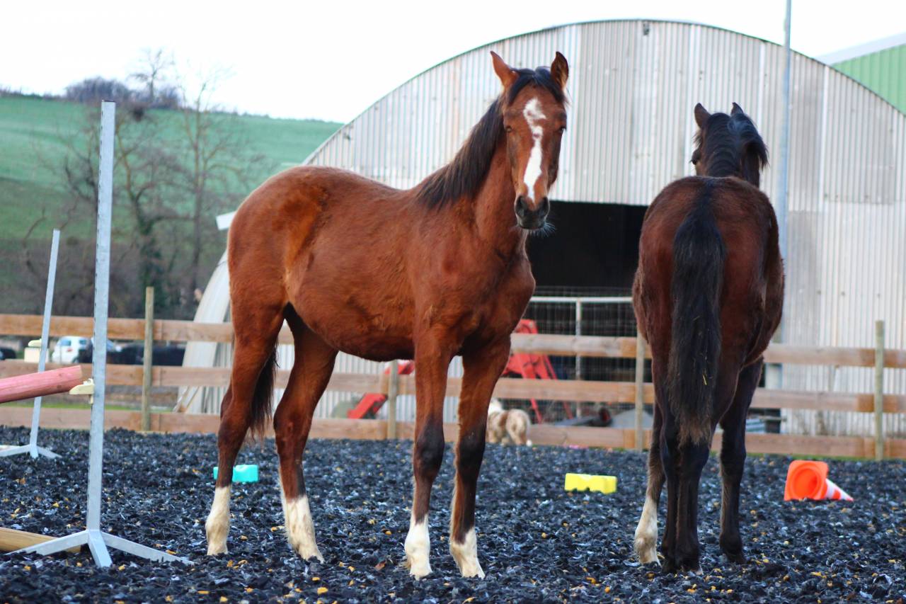 Ruin PRE Puur Ras Spaans Te koop 2025 Donker bruin / bai