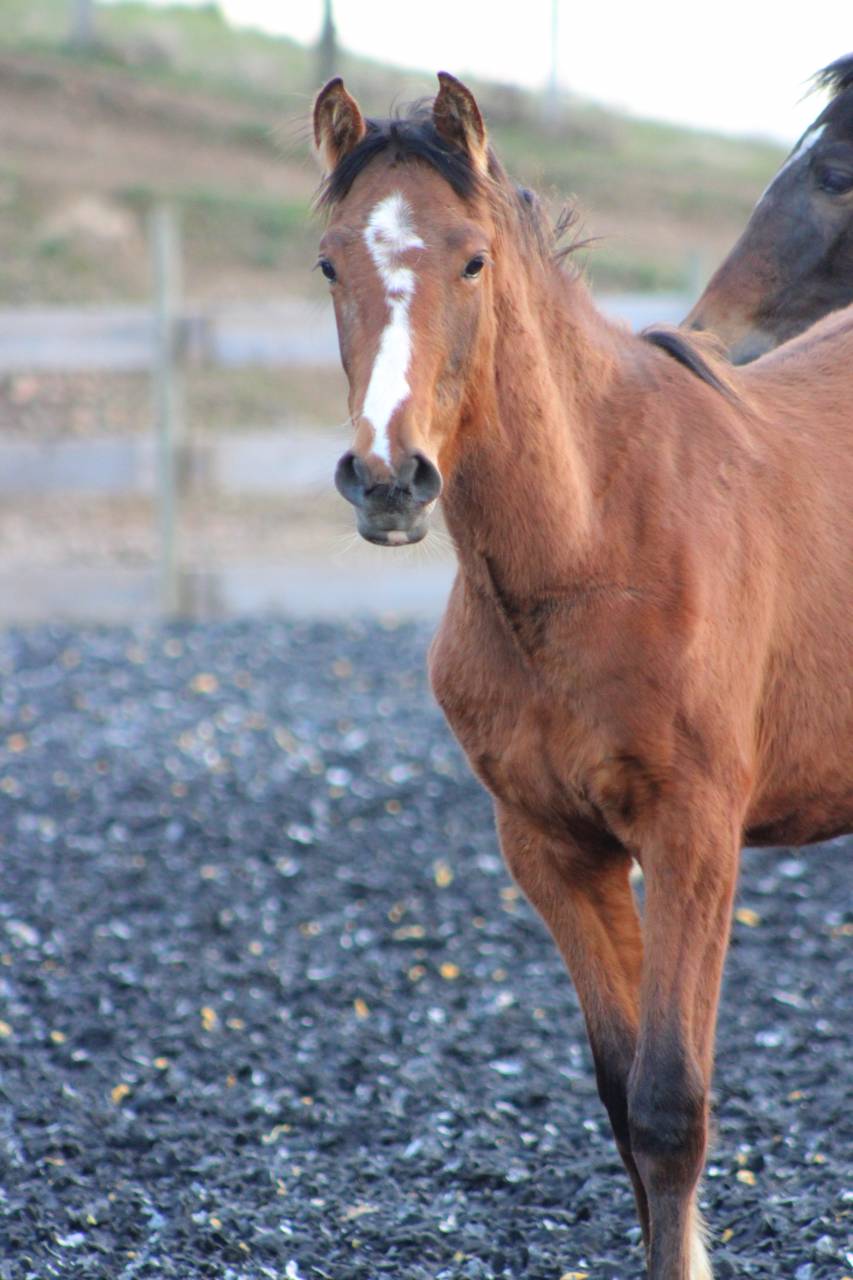 Ruin PRE Puur Ras Spaans Te koop 2025 Donker bruin / bai