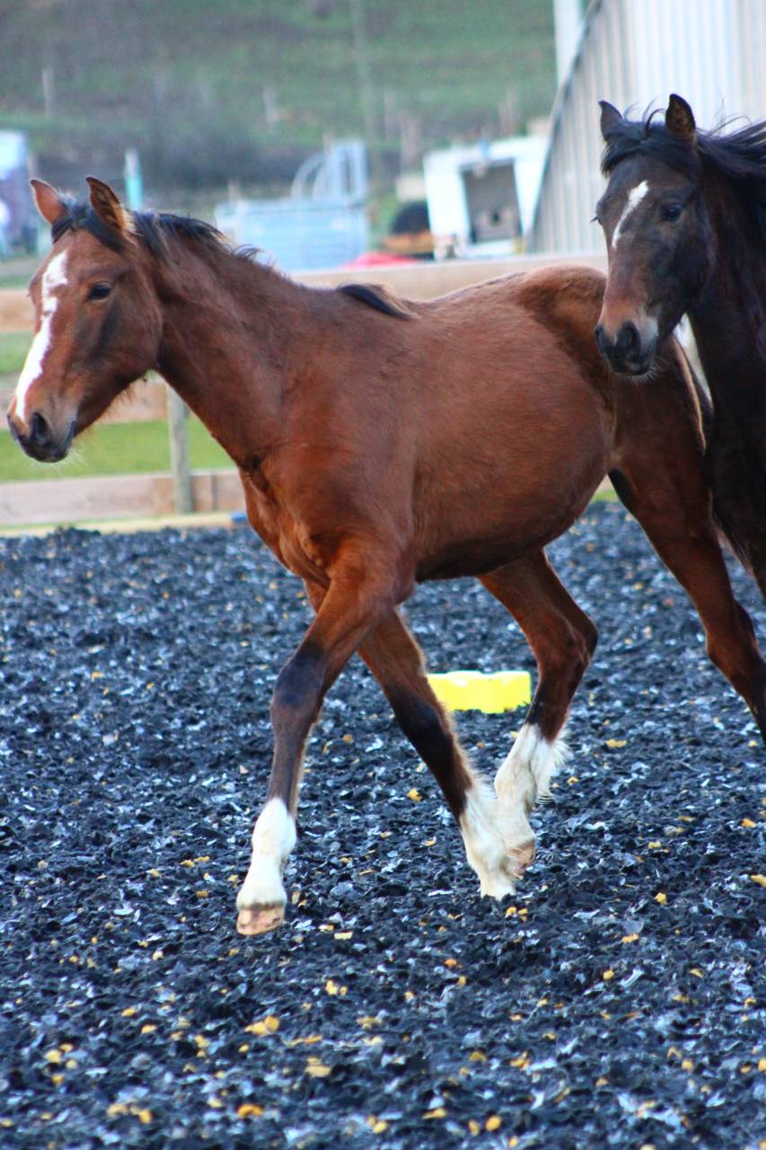 Ruin PRE Puur Ras Spaans Te koop 2025 Donker bruin / bai