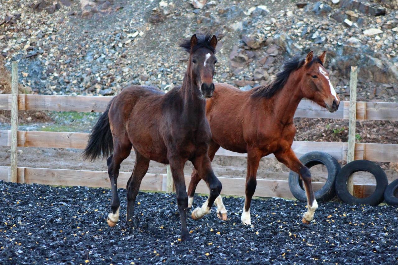 Ruin PRE Puur Ras Spaans Te koop 2025 Donker bruin / bai