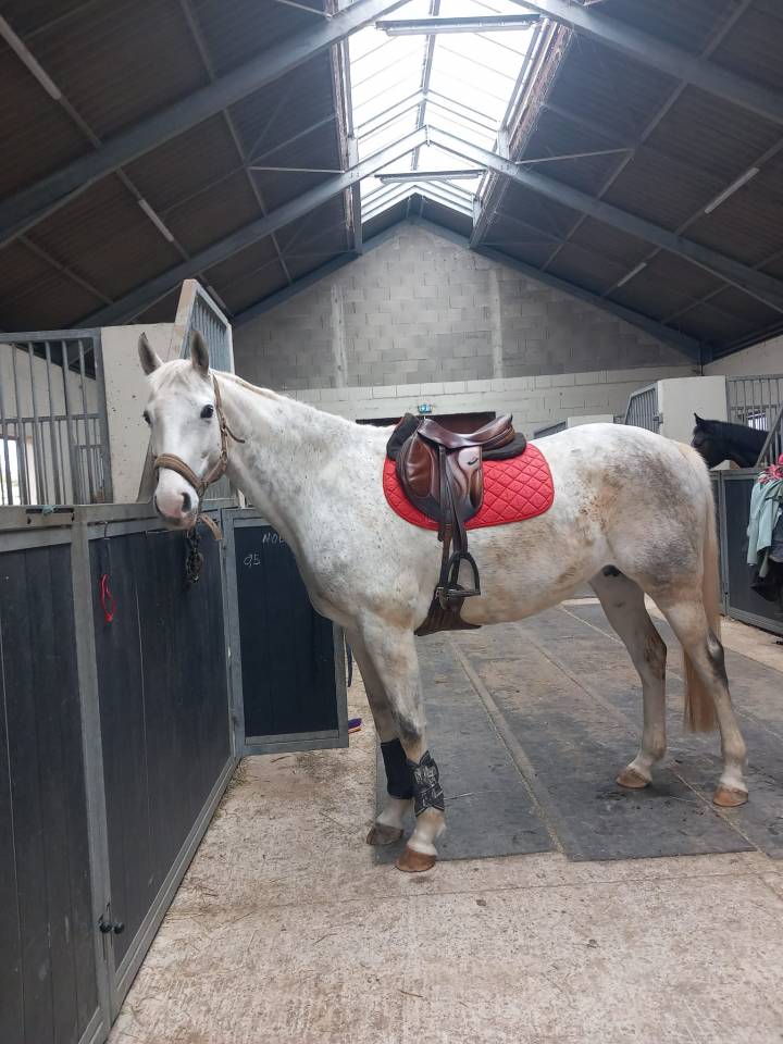 Merrie Autre Que Pur-Sang (Geen volbloed) Te koop 2016 Schimmel ,  Secret Singer