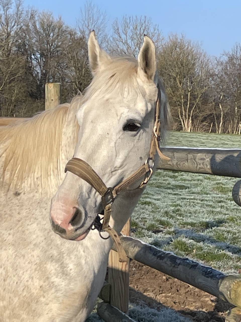 Merrie Autre Que Pur-Sang (Geen volbloed) Te koop 2016 Schimmel ,  Secret Singer