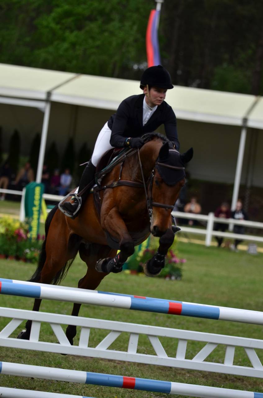 Ruin Selle Fran&ccedil;ais Te koop 2016 Donker bruin / bai ,  CANTURO