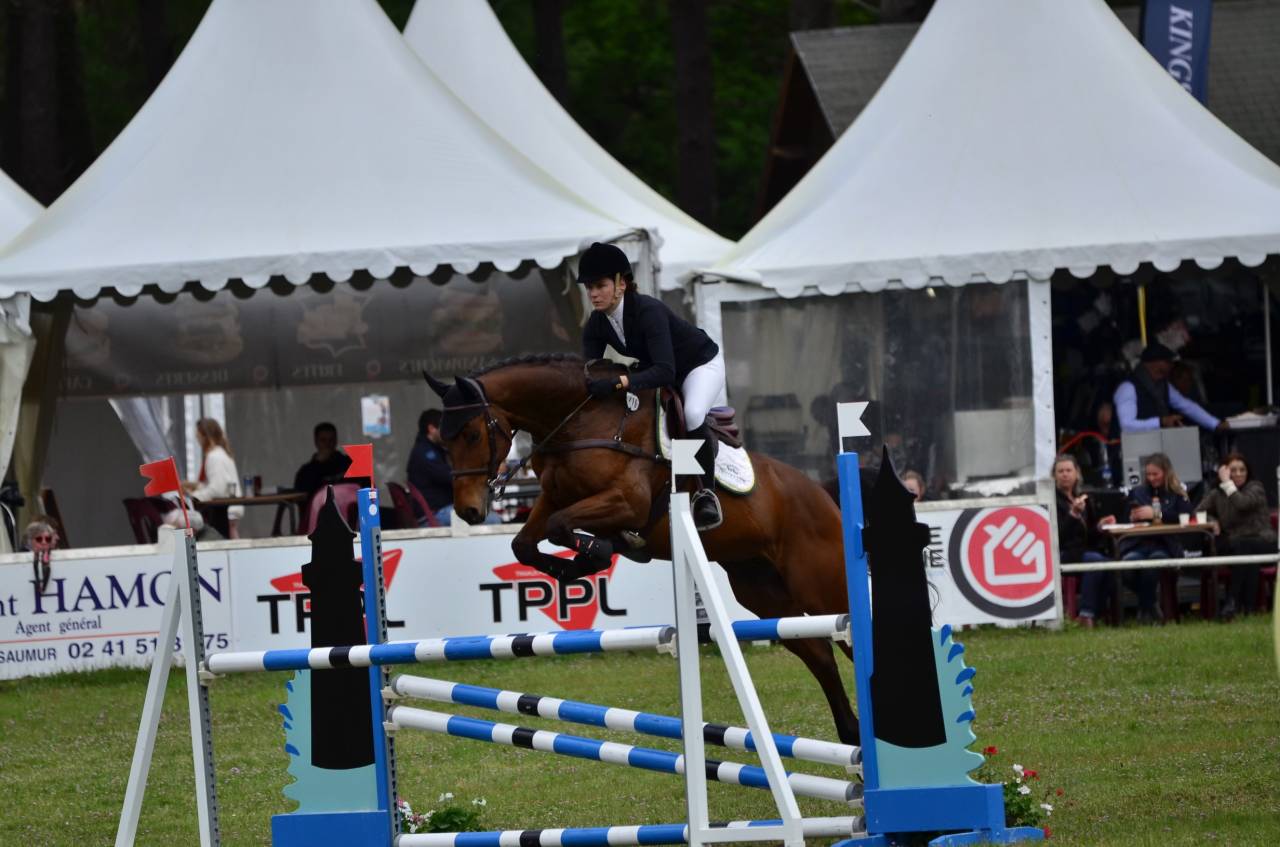 Ruin Selle Fran&ccedil;ais Te koop 2016 Donker bruin / bai ,  CANTURO