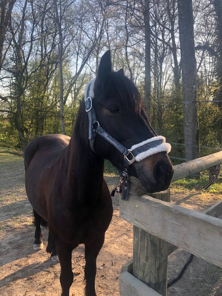 Merrie Welsh Pony (Section B) Te koop 2016 Bruin / Bai ,  Uiskey d'Or