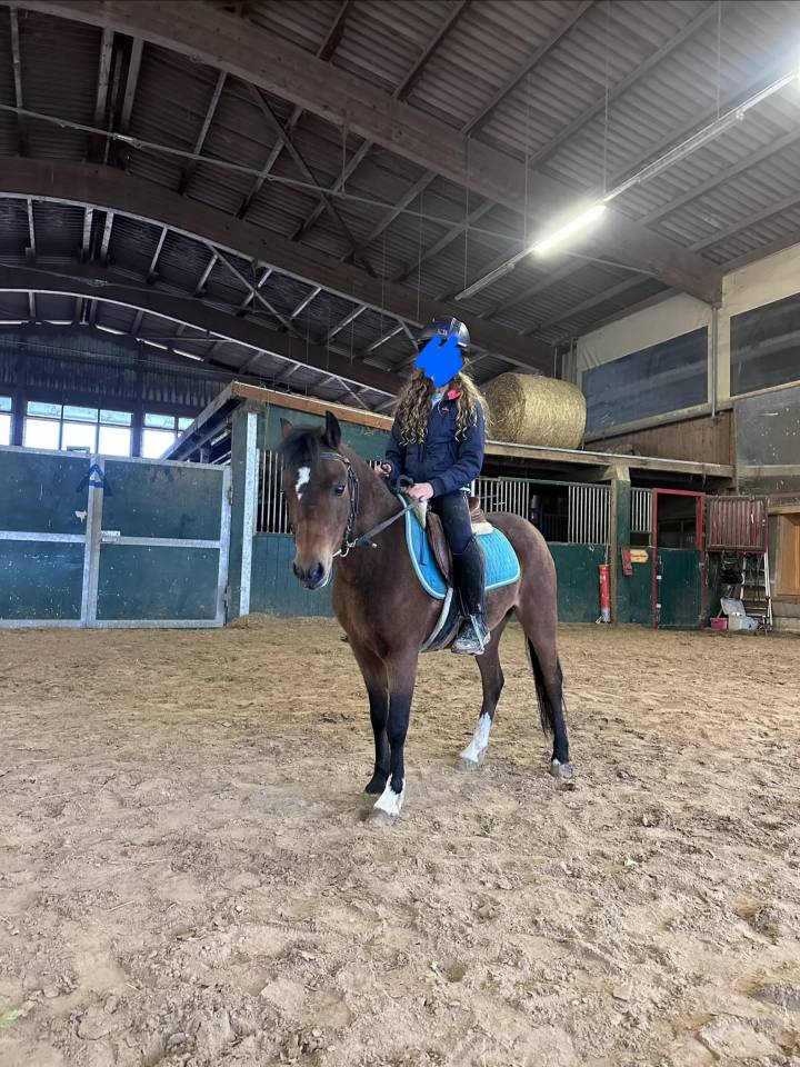 Merrie Welsh Pony (Section B) Te koop 2016 Bruin / Bai ,  Uiskey d'Or