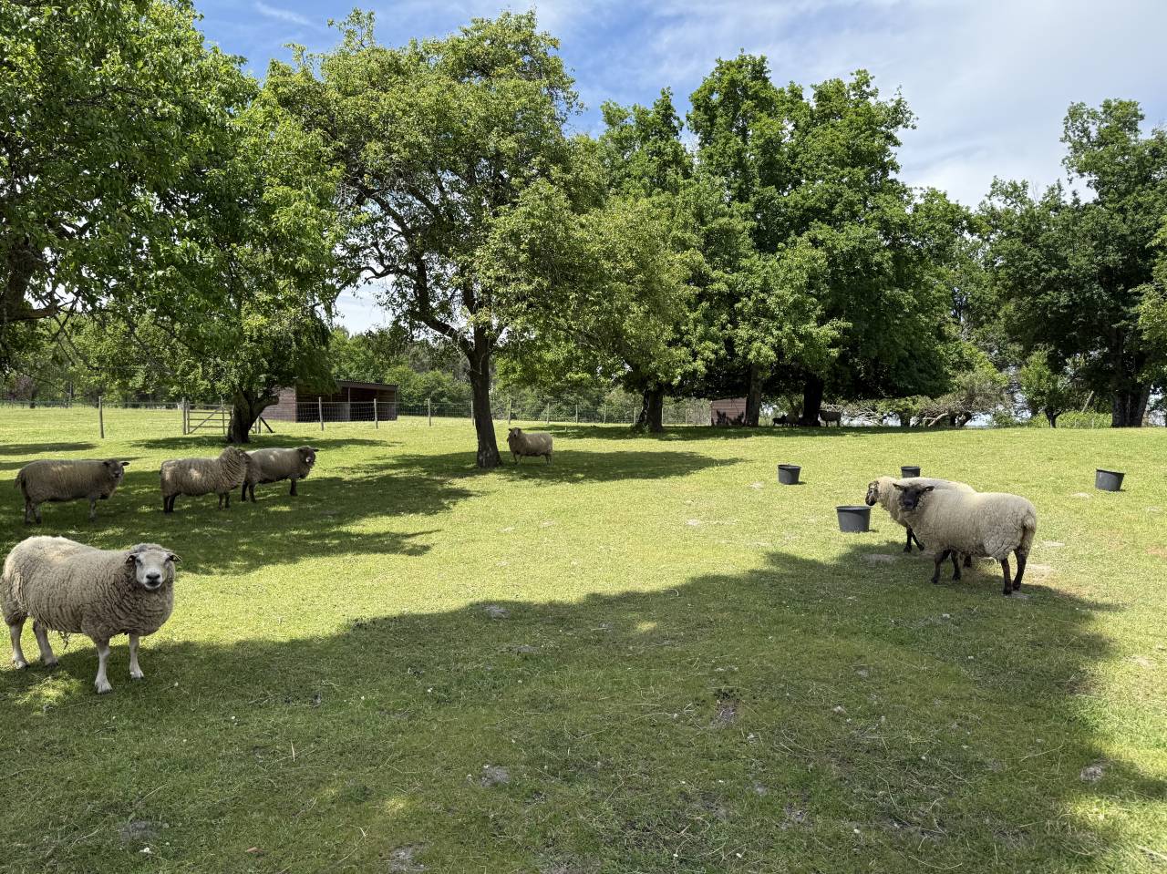 Hippisch vastgoed Koop Charente