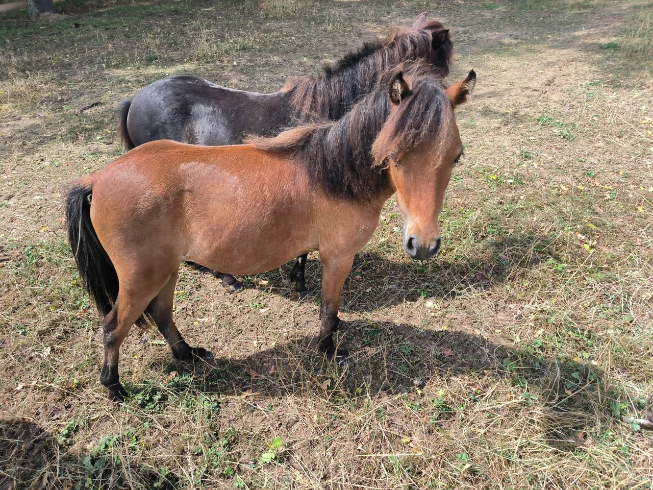 Hengst Amerikaans Miniatuur paard AMHA Te koop 2024 Donker bruin / bai