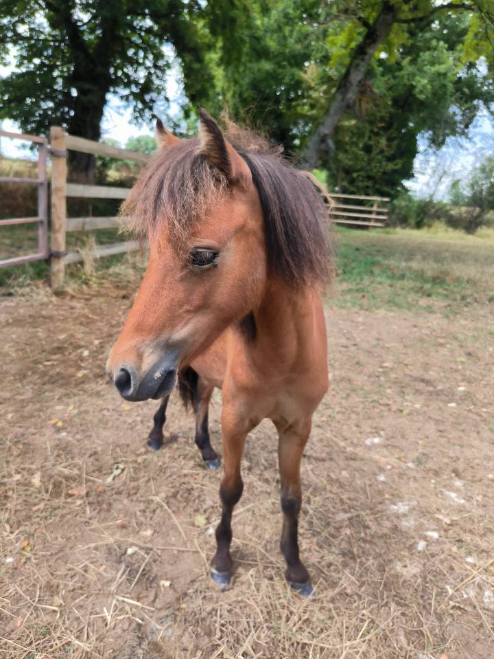 Hengst Amerikaans Miniatuur paard AMHA Te koop 2024 Donker bruin / bai