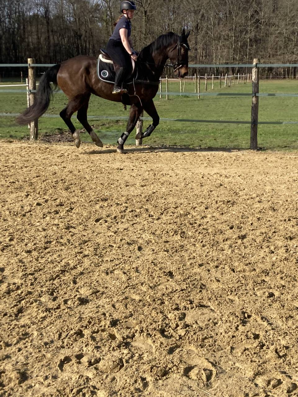 Ruin Selle Fran&ccedil;ais Te koop 2020 Bruin / Bai ,  Famous grez neuville 