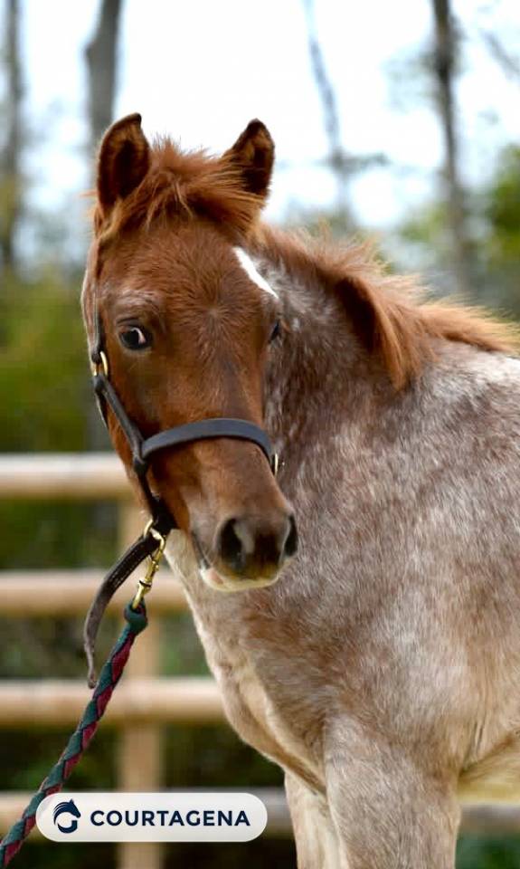 Ruin Franse rijpony PFS Te koop 2025 Vos roan ,  goldwyn d'embets