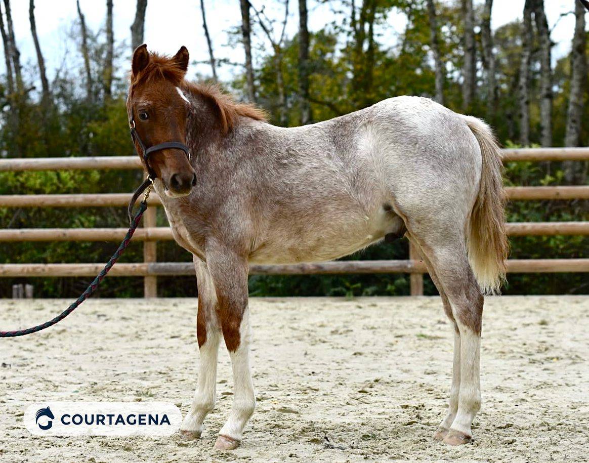 Ruin Franse rijpony PFS Te koop 2025 Vos roan ,  goldwyn d'embets