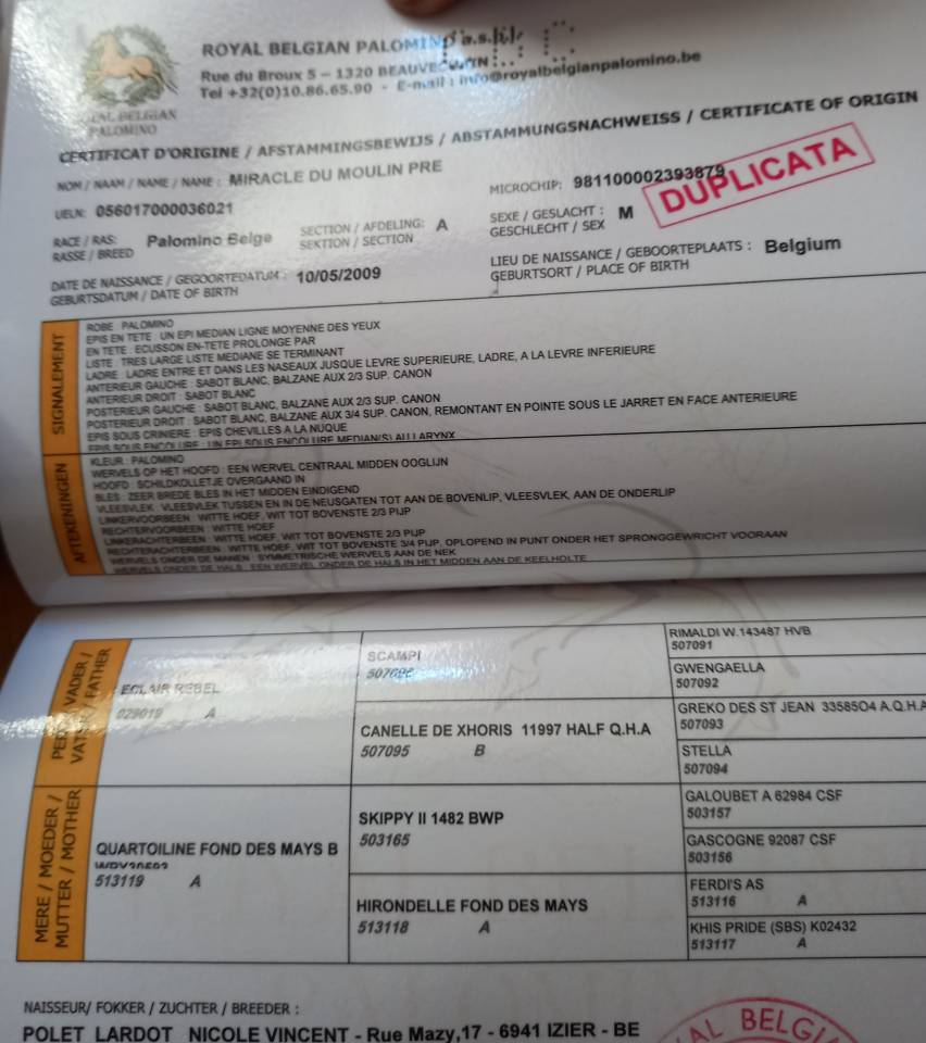 Dekhengst Palomino Te koop 2009 Palomino