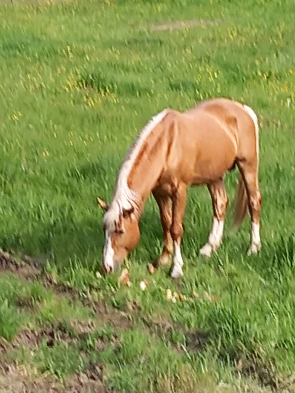 Dekhengst Palomino Te koop 2009 Palomino