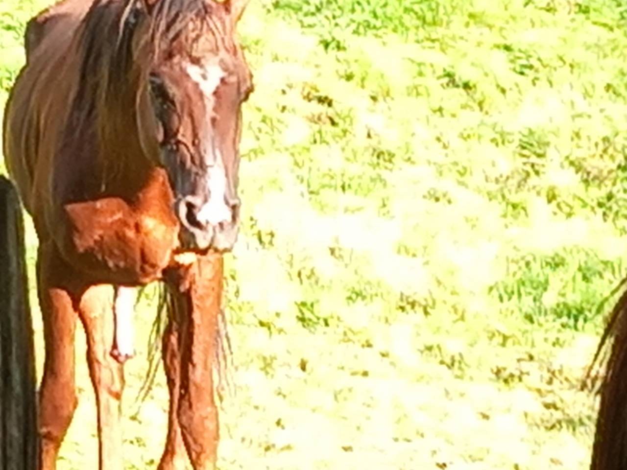 Dekhengst Palomino Te koop 2009 Palomino