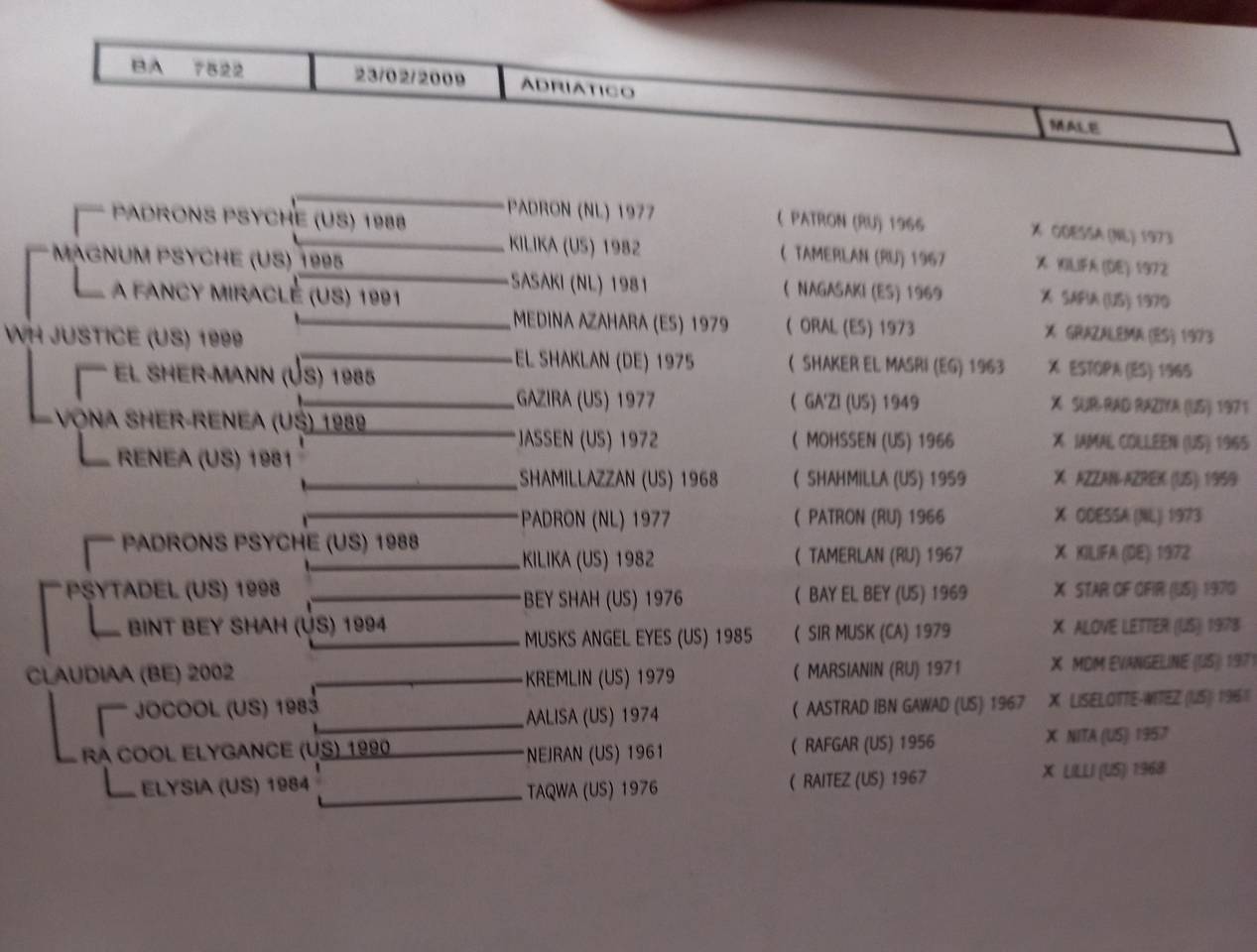 Dekhengst Palomino Te koop 2009 Palomino