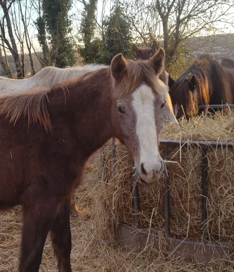 Veulen (ml) Franse rijpony PFS Te koop 2025 Schimmel ,  PAWNEE