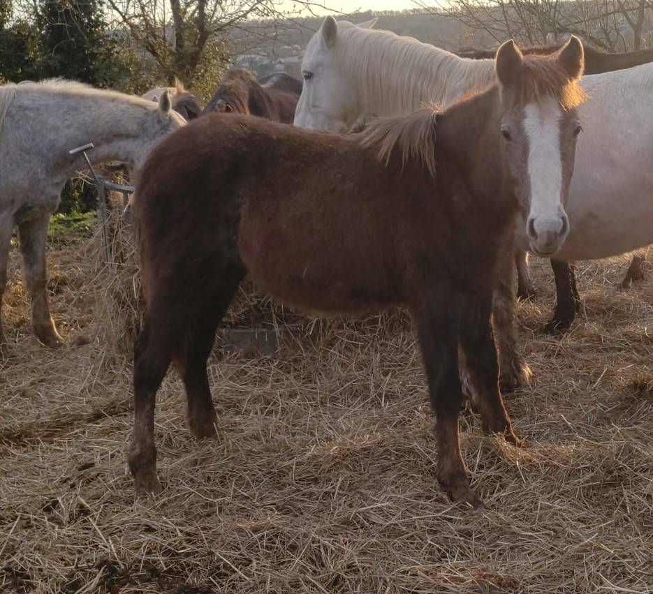 Veulen (ml) Franse rijpony PFS Te koop 2025 Schimmel ,  PAWNEE