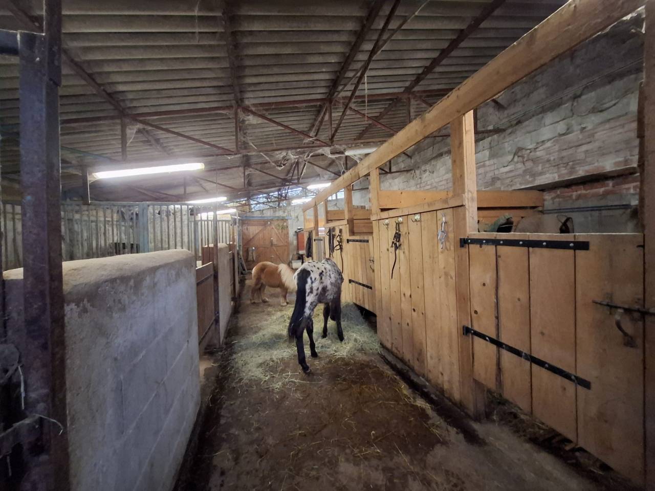 Eigenaren stal Koop Allier