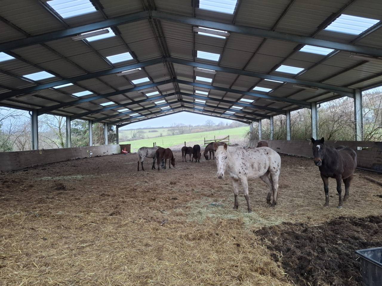 Eigenaren stal Koop Allier