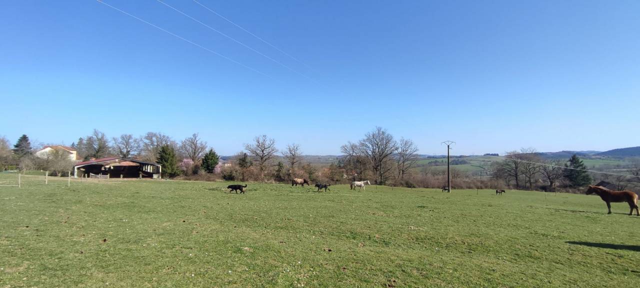 Eigenaren stal Koop Allier