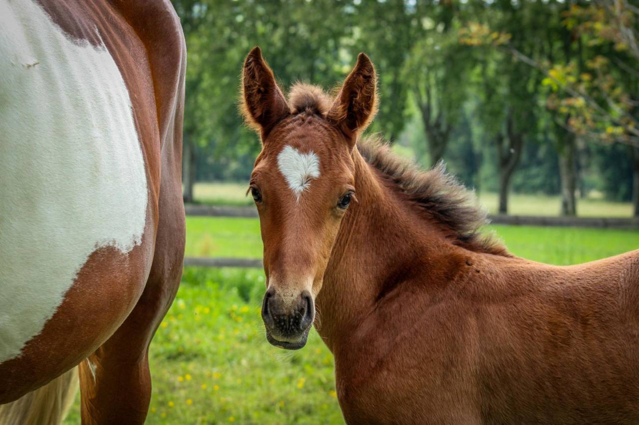 Merrie Selle Fran&ccedil;ais Te koop 2024 Bruin / Bai