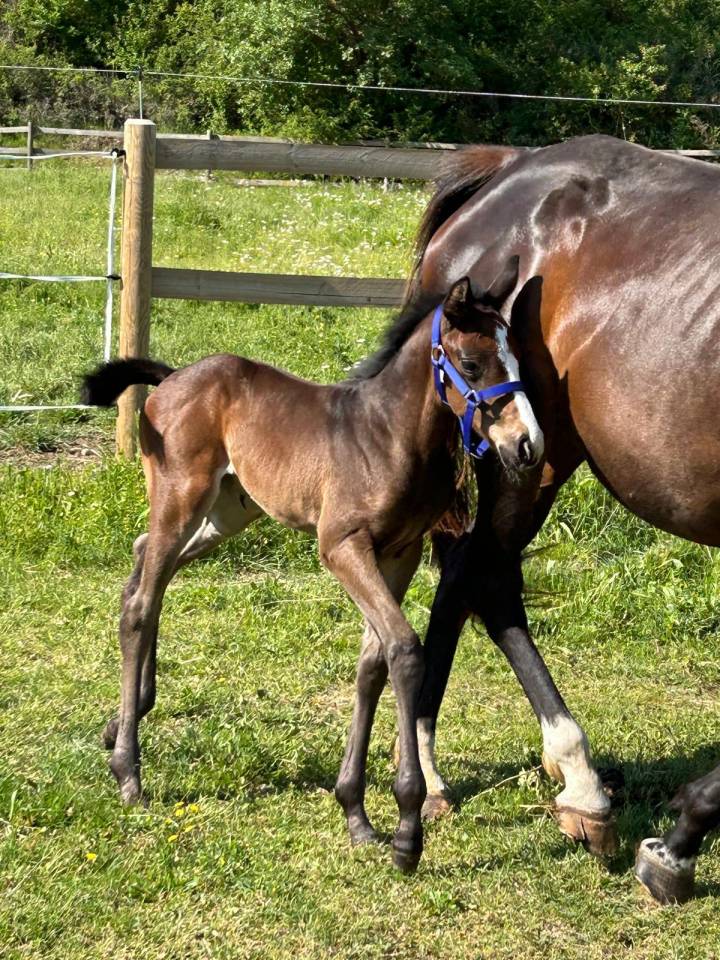 Merrie Selle Fran&ccedil;ais Te koop 2024 Bruin / Bai