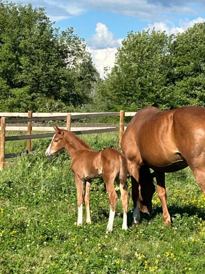 Merrie Selle Fran&ccedil;ais Te koop 2024 Bruin / Bai