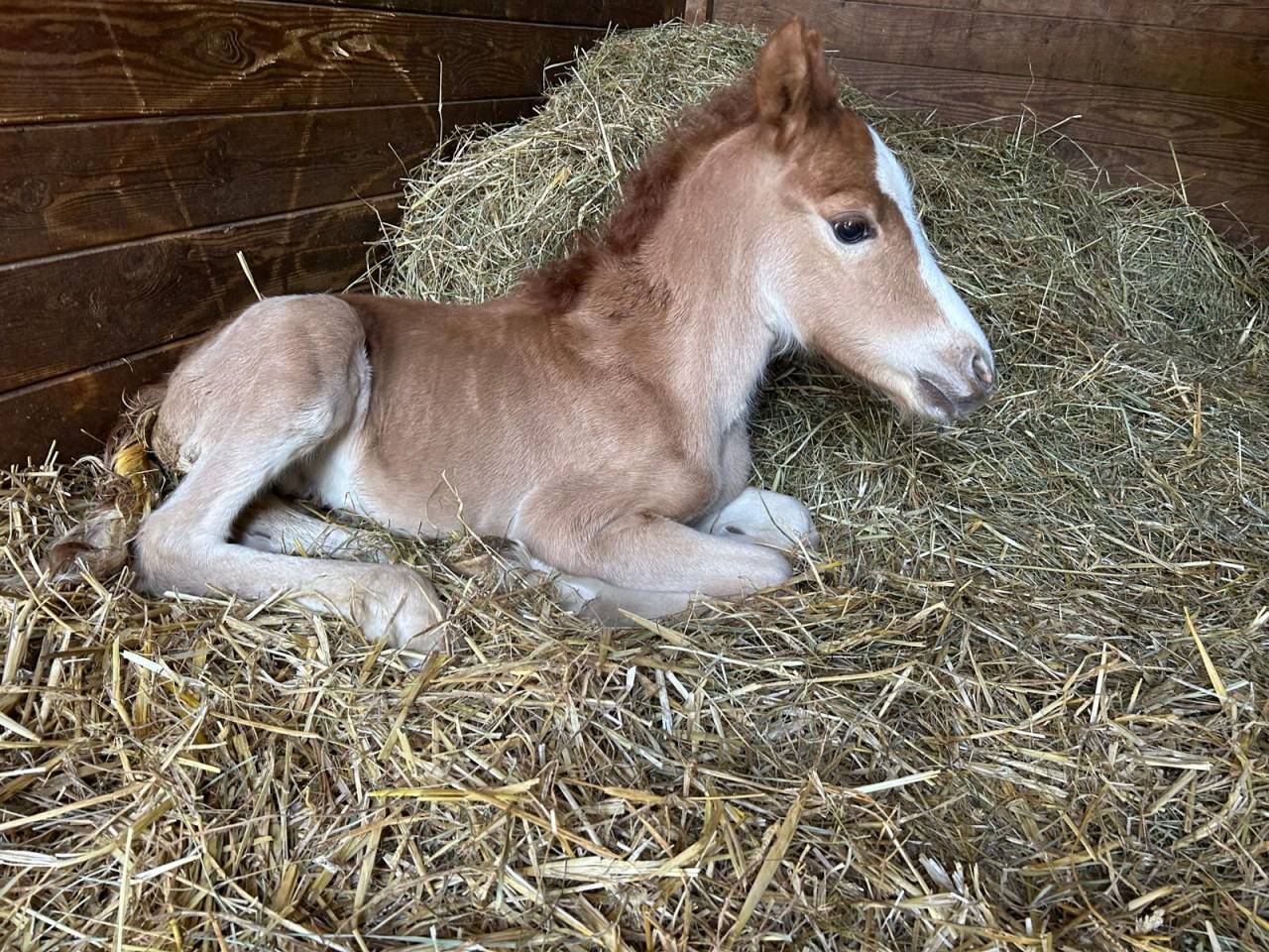 Merrie Selle Fran&ccedil;ais Te koop 2024 Bruin / Bai