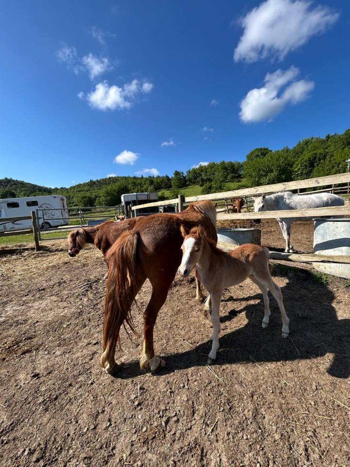 Merrie Selle Fran&ccedil;ais Te koop 2024 Bruin / Bai