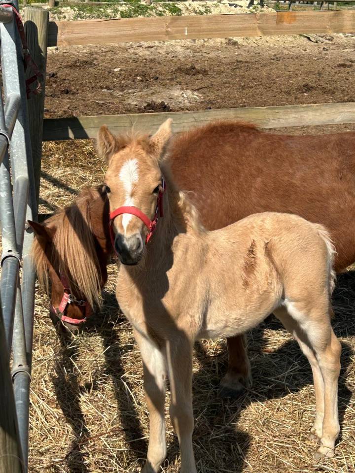 Merrie Selle Fran&ccedil;ais Te koop 2024 Bruin / Bai