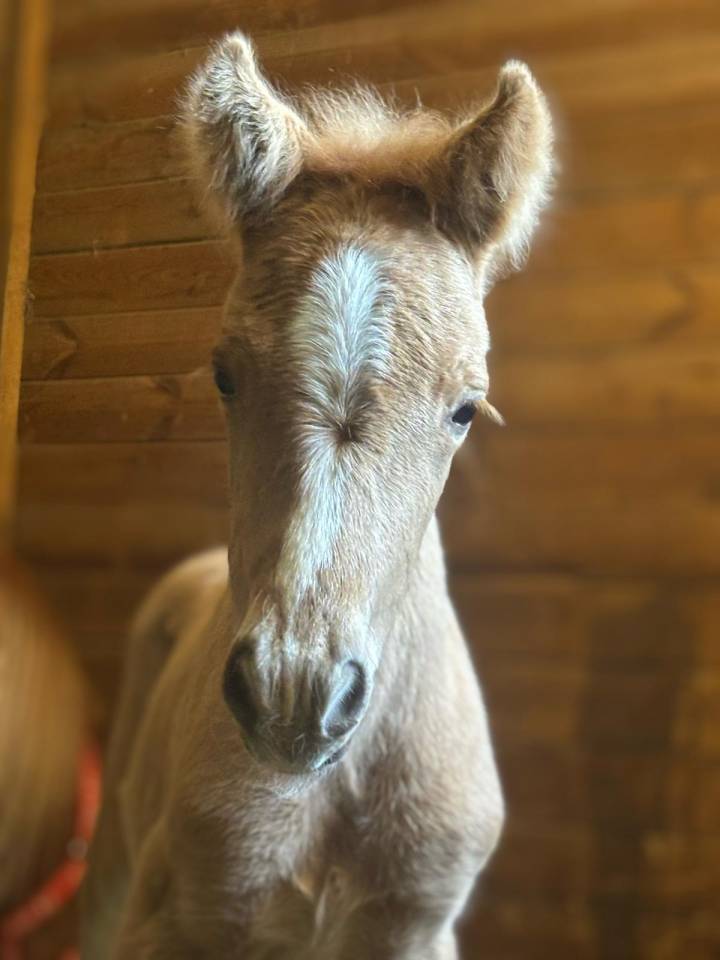 Merrie Selle Fran&ccedil;ais Te koop 2024 Bruin / Bai