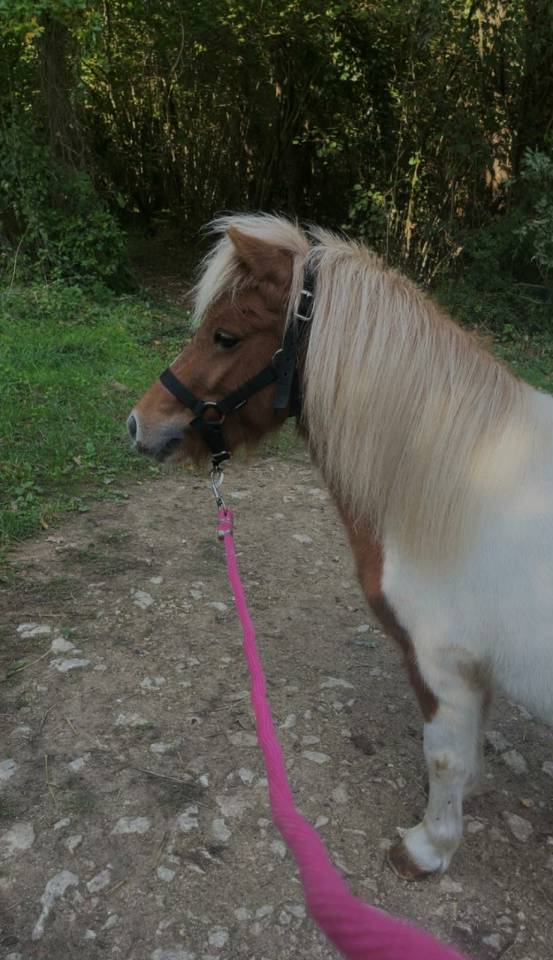Merrie Shetland Te koop 2022 Bont