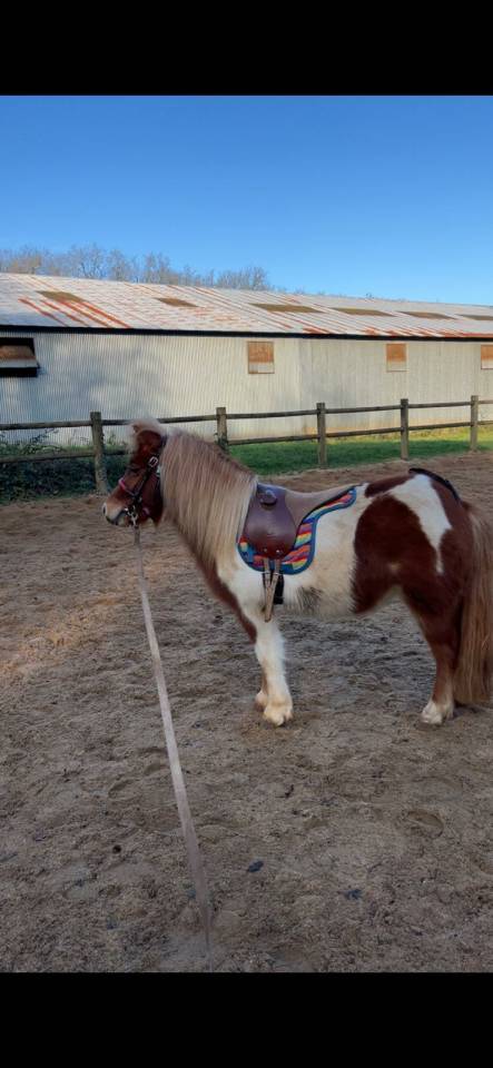 Merrie Shetland Te koop 2022 Bont