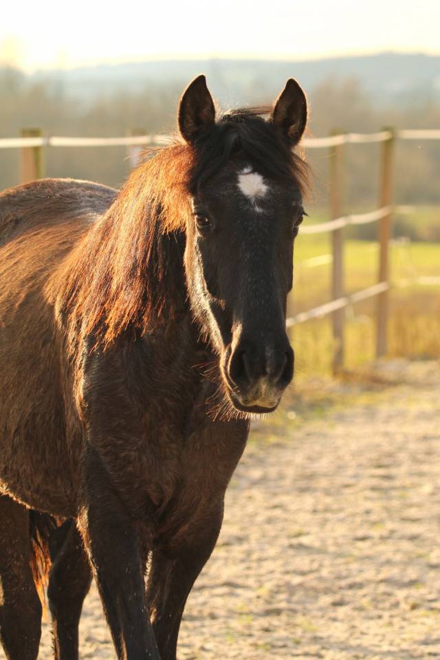 Veulen (vr) PRE Puur Ras Spaans Te koop 2024 Schimmel
