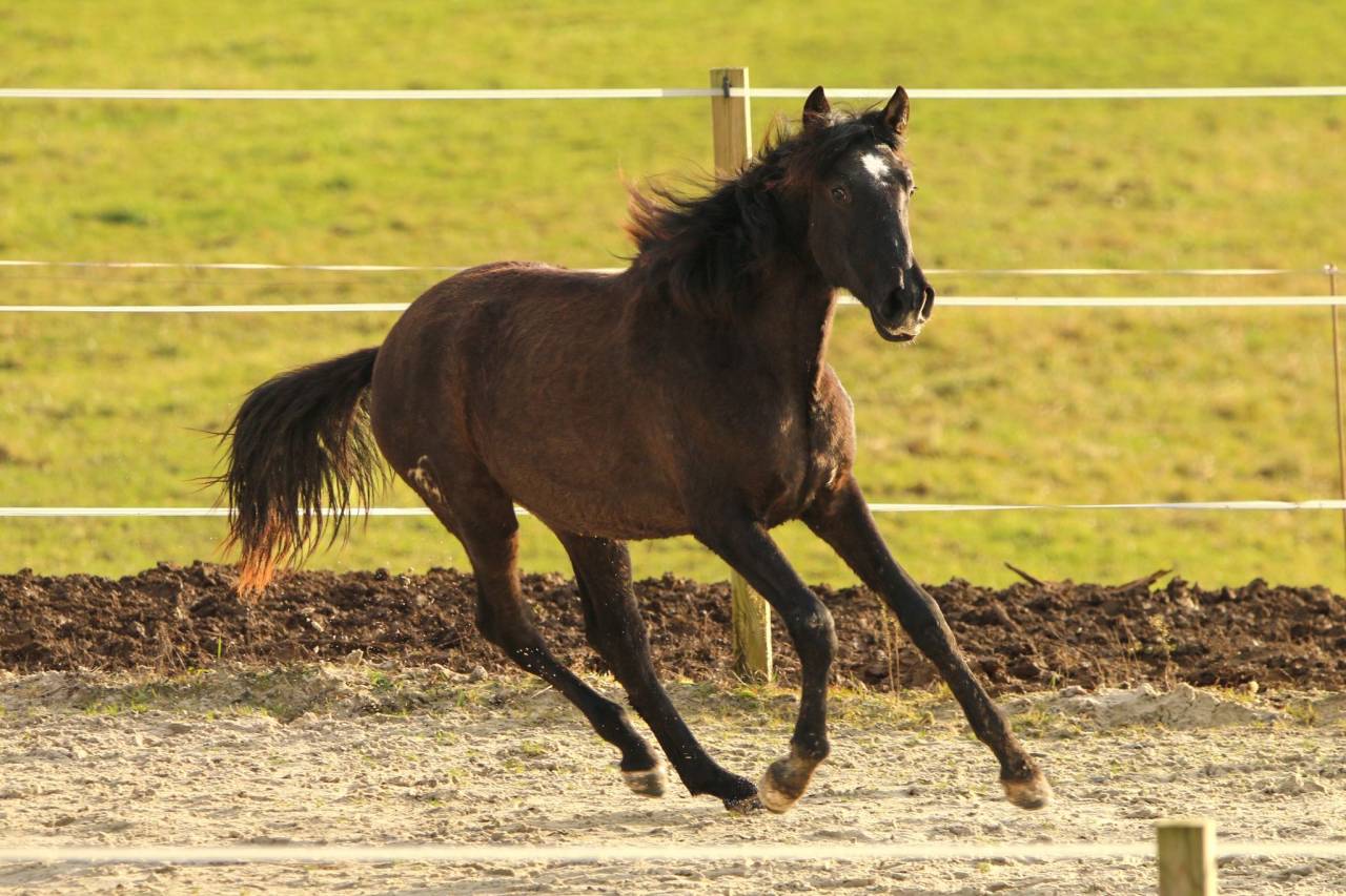 Veulen (vr) PRE Puur Ras Spaans Te koop 2024 Schimmel