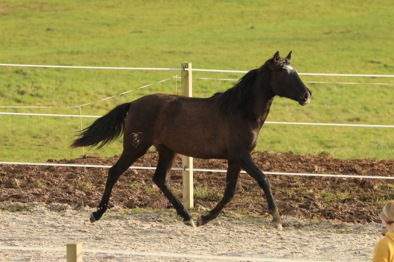 Veulen (vr) PRE Puur Ras Spaans Te koop 2024 Schimmel
