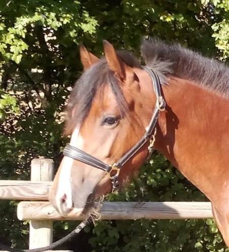 Hengst Welsh Partbred Te koop 2024 Donker bruin / bai ,  Cazador LS