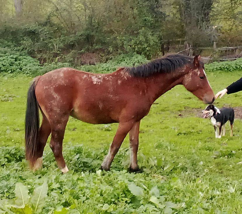 Hengst Welsh Partbred Te koop 2024 Donker bruin / bai ,  Cazador LS