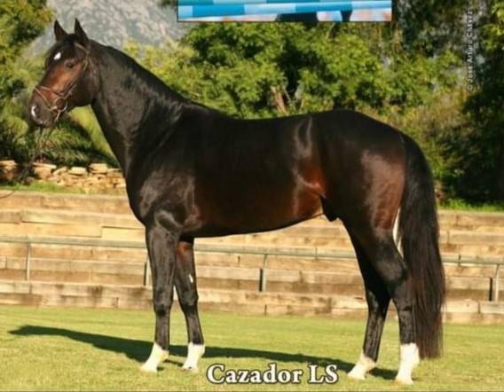 Hengst Welsh Partbred Te koop 2024 Donker bruin / bai ,  Cazador LS