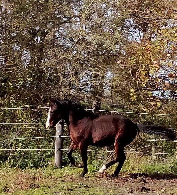 Hengst Franse rijpony PFS Te koop 2024 Bruin / Bai ,  BANDRO HIT LINARO